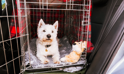 Roadside evacuation route sign